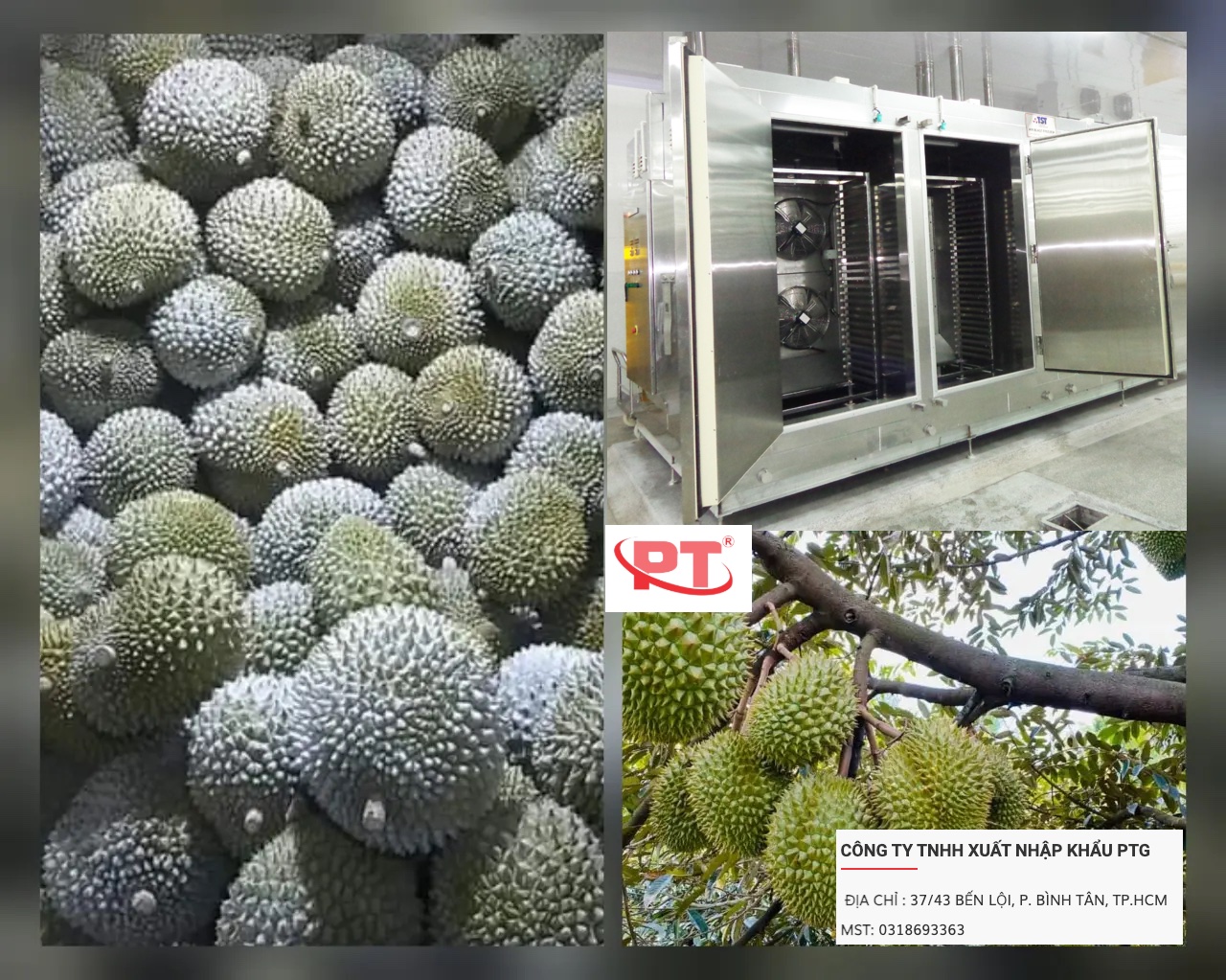 Hầm đông gió cấp đông sầu riêng và thực phẩm tại nhà máy PTG thi công